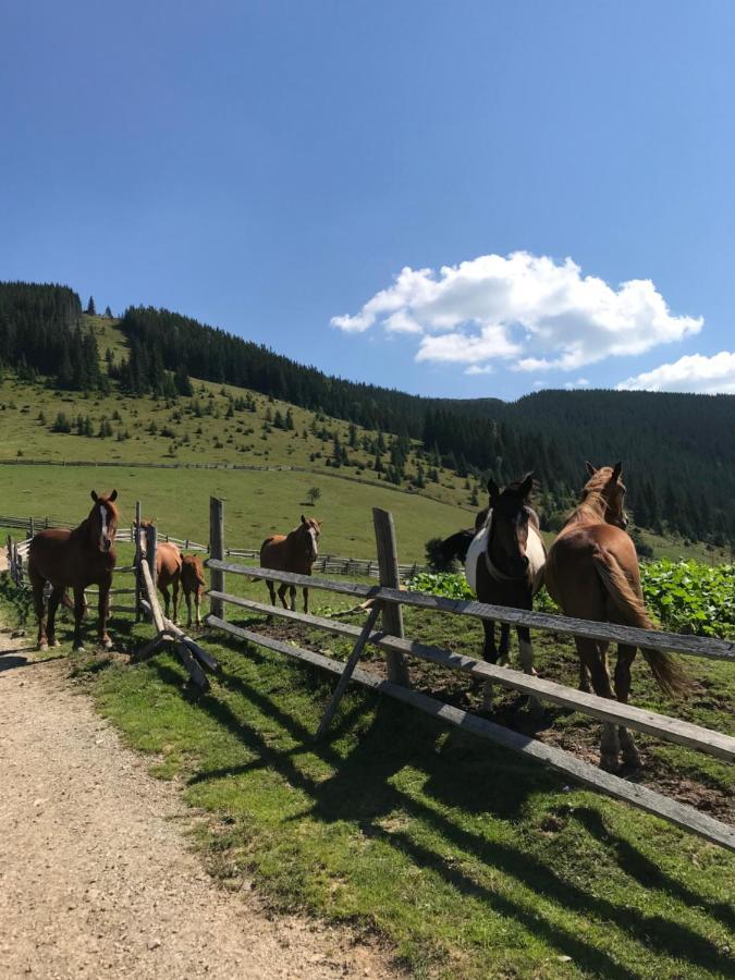 Вілла Софі Wierchowina Zewnętrze zdjęcie